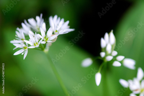 Flowering ramson, Allium ursinum. Blooming wild garlic plants in the woodland in spring - selective focus