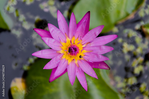 Top view of beautiful pink blooming water lily float in pond.