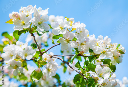 blossom apple tree