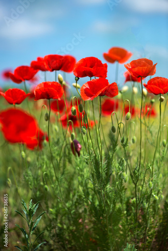 Flowers Red poppies blossom on wild field. Beautiful field red poppies with selective focus. soft light. Natural drugs. Glade of red poppies. Lonely poppy. Soft focus blur - Image