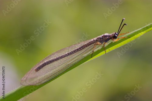 lateral view of antlion insect on green grass leaf