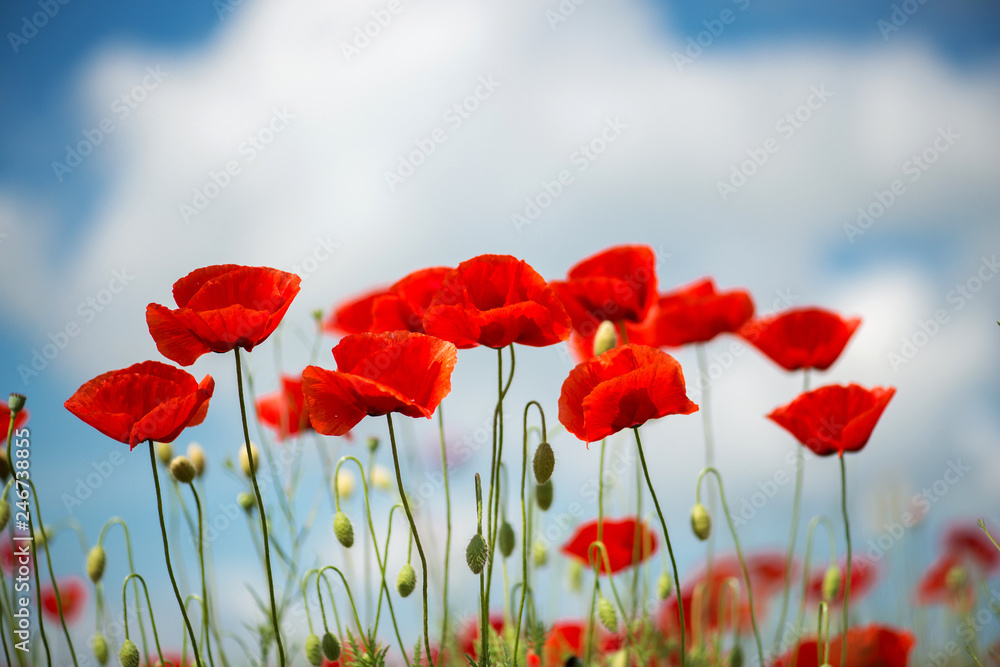 Obraz premium Flowers Red poppies blossom on wild field. Beautiful field red poppies with selective focus. soft light. Natural drugs. Glade of red poppies. Lonely poppy. Soft focus blur - Image