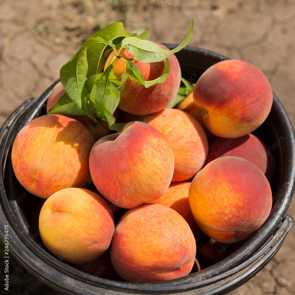 a lot of red ripe peaches in a plastic bucket, a large fruit crop, a concept a lot of red ripe peaches in a plastic bucket, a large fruit crop, a concept