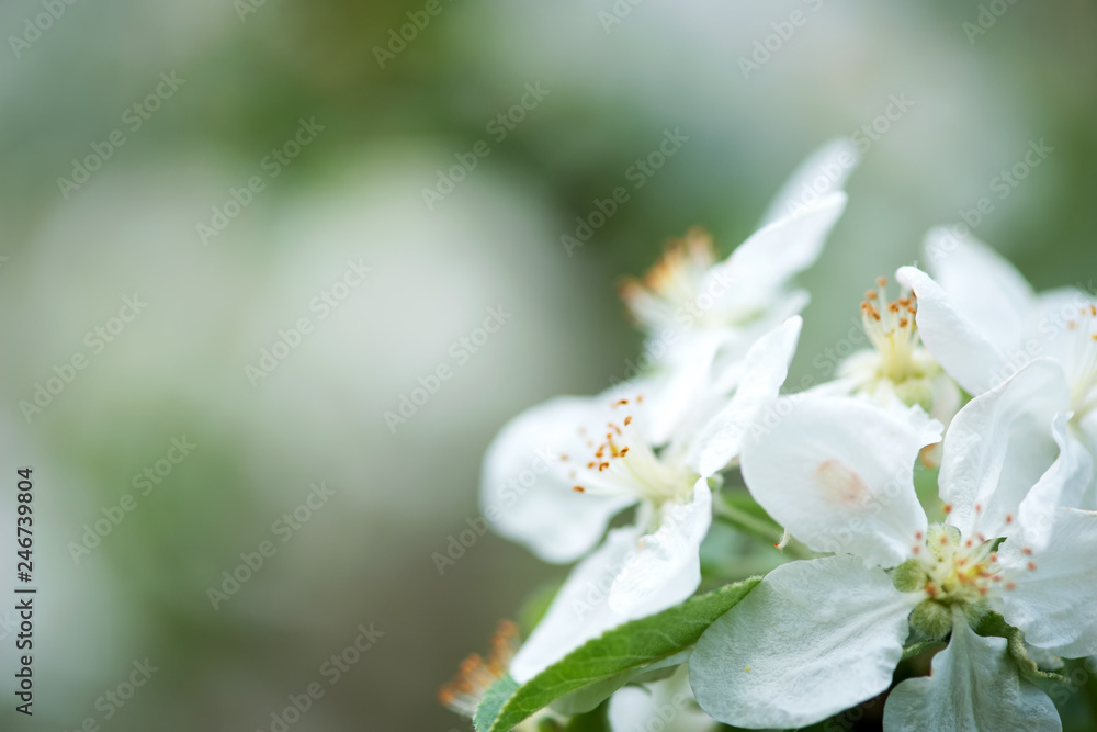 Spring blossom: branch of a blossoming apple tree on garden background - selective focus, space for text Spring blossom: branch of a blossoming apple tree on garden background - selective focus, space for text