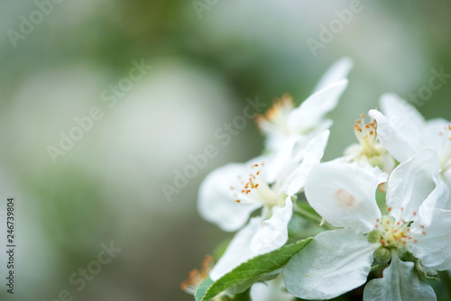 Spring blossom  branch of a blossoming apple tree on garden background - selective focus  space for text
