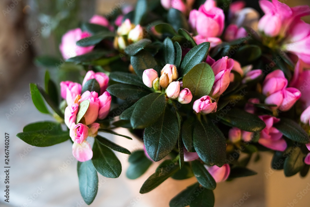 Pink azalea bush in the garden. Season of flowering azaleas.Blooming pink rhododendron in japanese garden.Selective focus Pink azalea bush in the garden. Season of flowering azaleas.Blooming pink rhododendron in japanese garden.Selective focus