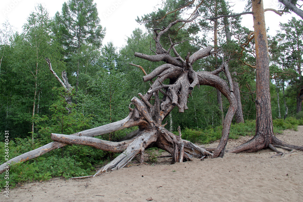 pine with curved roots
