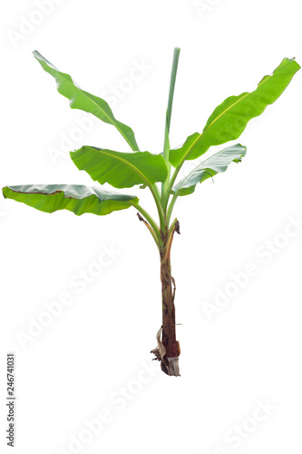 Banana tree isolated on white background with clipping path.