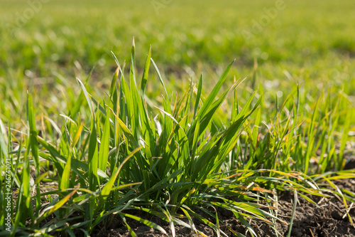 green sprouts of young winter wheat in spring