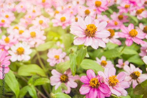 Purple flowers in a refreshing garden.
