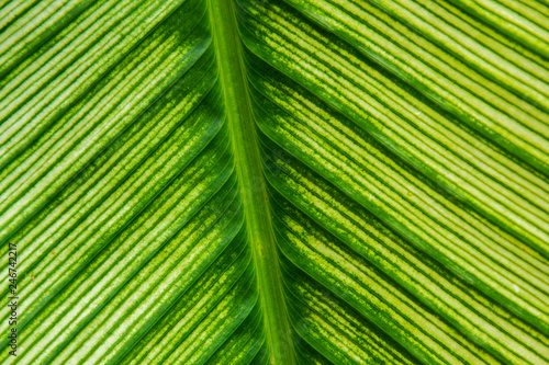 Patterns on green leaves Abstract background.