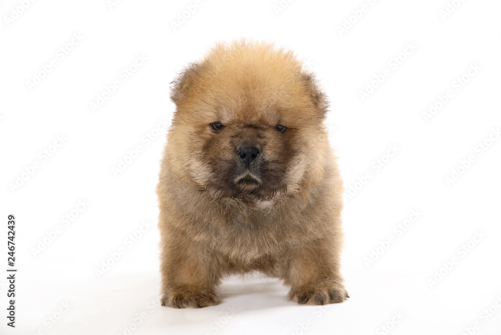 Obraz premium chow-chow puppy isolated over white background