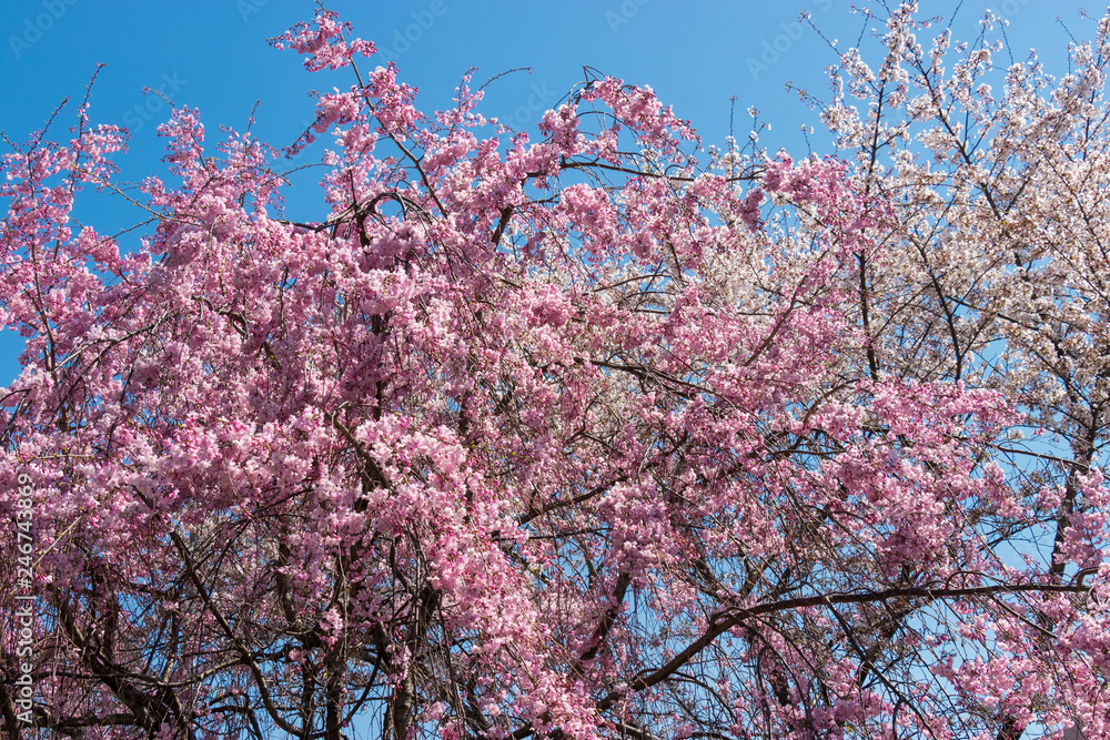 Cherry blossoms blooming in Koto ward Tokyo, Japan