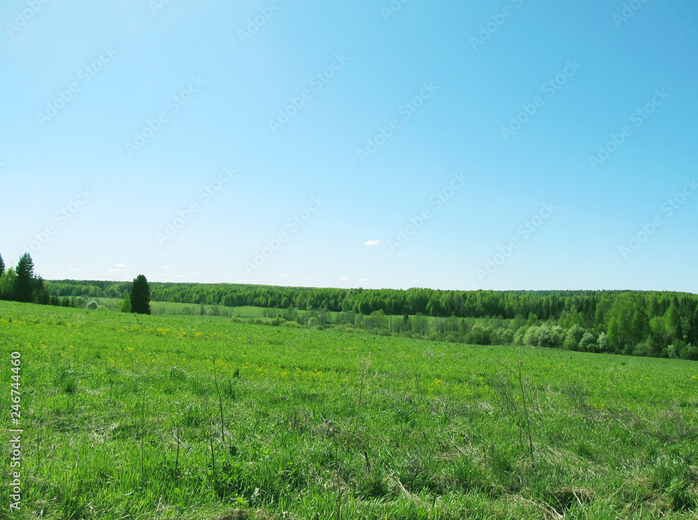 Russian field and forest on a Sunny spring day. 