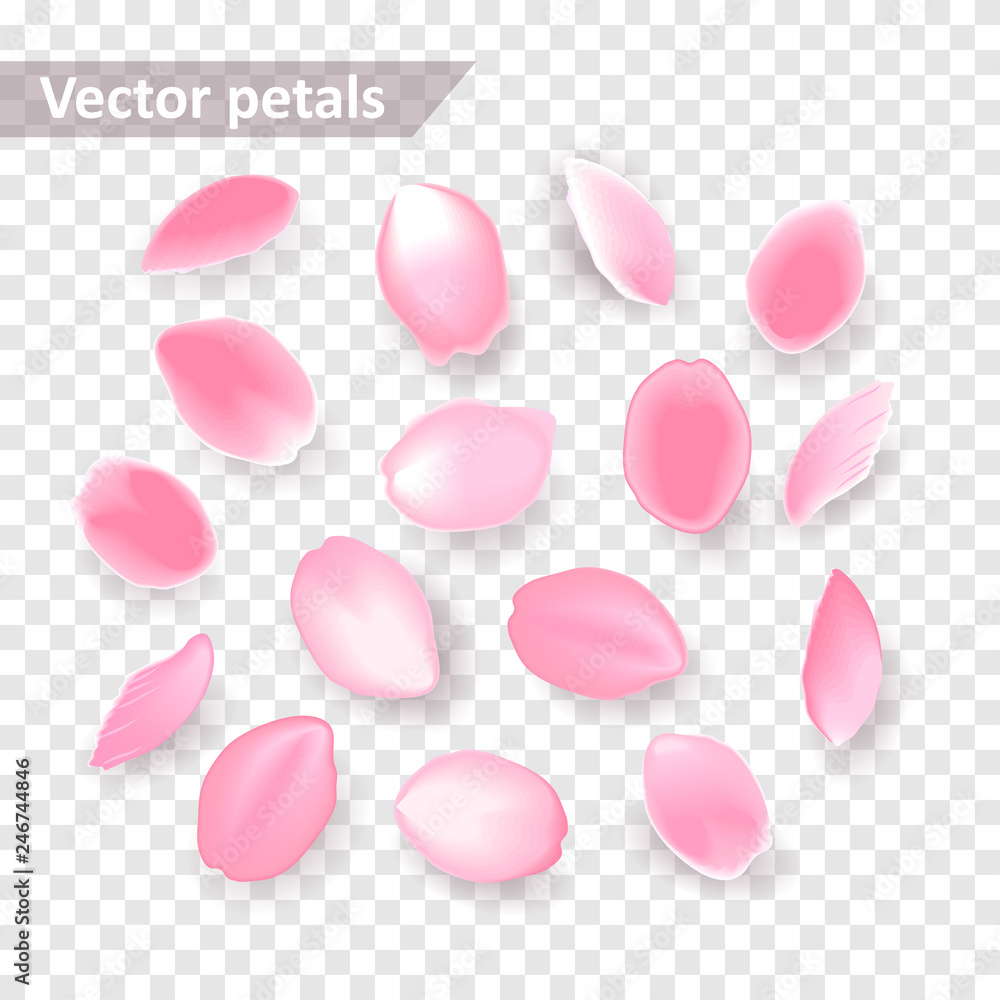 Rose petals set, falling pink sakura petals Rose petals set, falling pink sakura petals
