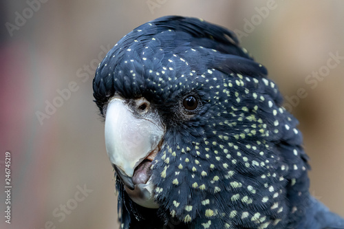 Headshot of black cuckatoo photo