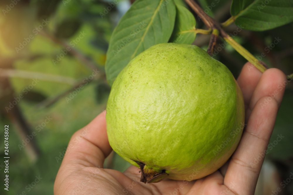 Green organic guava on tree with water drop from watering in local farm 