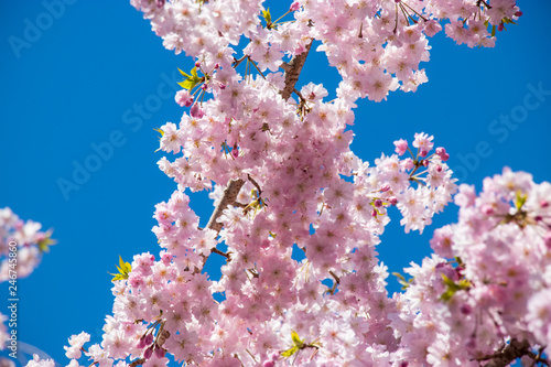 Cherry blossoms blooming in Koto ward Tokyo, Japan
