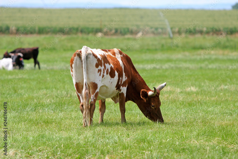 Agriculture - Beef Cows