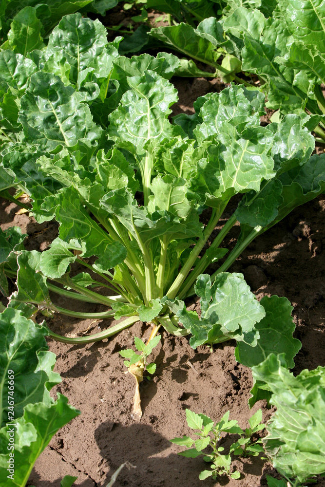 Agriculture - Sugar Beets Agriculture - Sugar Beets