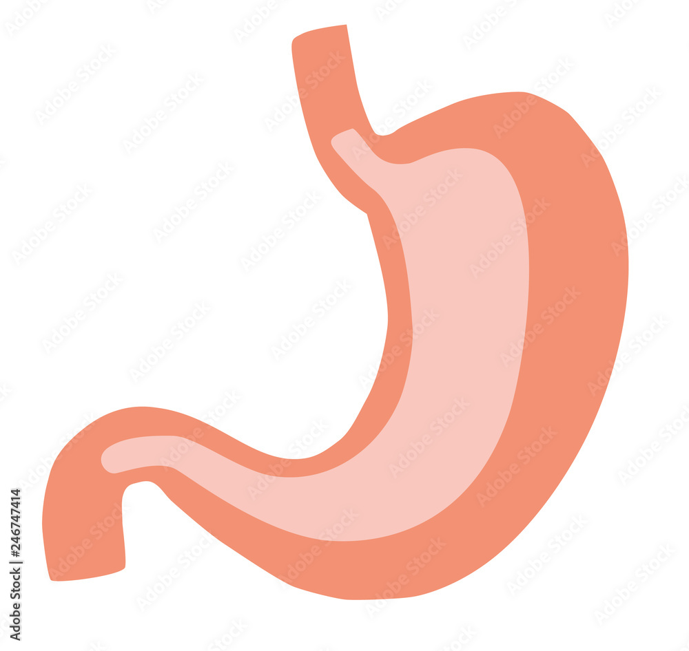 Obraz premium Illustration of Human Internal Stomach Anatomy. Colorful vector illustration in flat cartoon style.