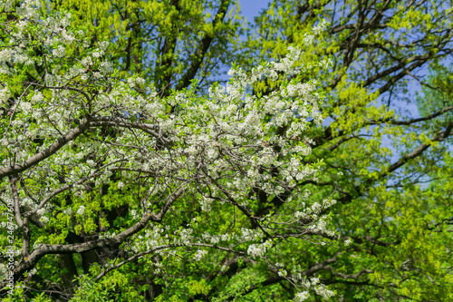 Blooming cherry tree close up. Spring foliage. © IKvyatkovskaya