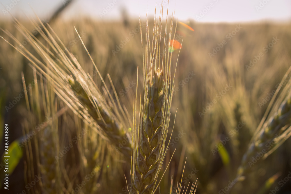 landscape, a huge wheat field in the middle of summer, spikelets beautifully wave in the setting sun close up landscape, a huge wheat field in the middle of summer, spikelets beautifully wave in the setting sun close up