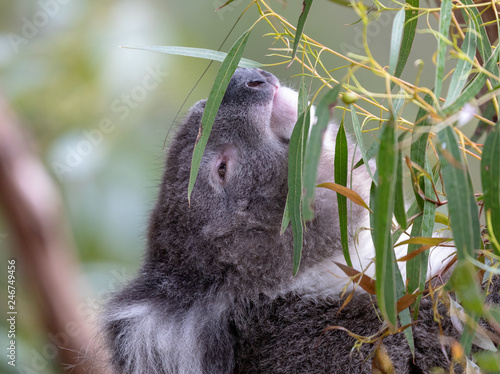 Canvas Print Headshot of Australian koala through leaves