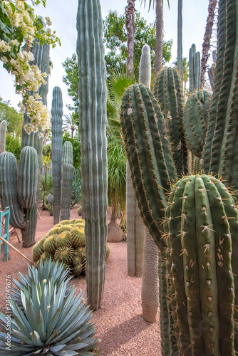 Panorama of The Majorelle Garden is a botanical garden and artist's landscape park in Marrakech, Morocco. Jardin Majorelle Cactus and tropical palms. Paradise inside the desert country