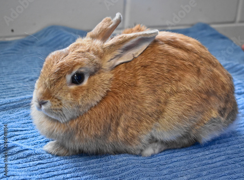 a brown bunny makes a perfect pet