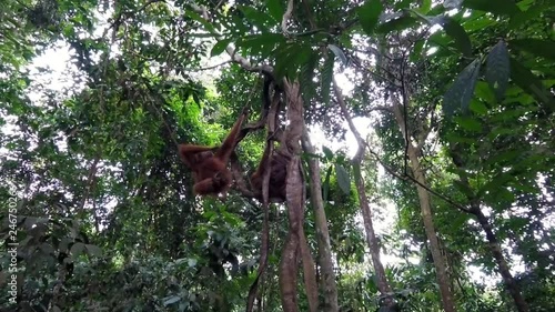 Baby Orangutan swinging in the rainforest with his mom in Bukit Lawan NP, Sumatra, Indonesia. photo