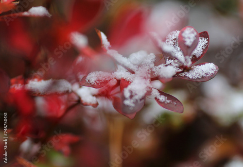 Barberry branches with bright red leaves covered by first white snow 