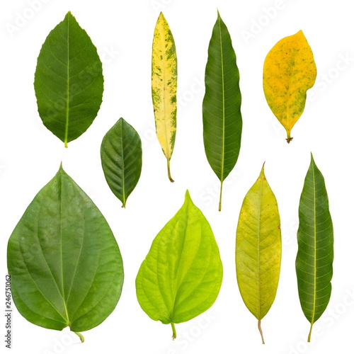 Set of Leaves isolated on a white background.