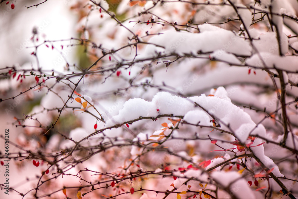 Waiting for the winter. First snow in the middle of autumn. Macro shot of white snow on top of brightly red autumn leaves and berries in barberry bush. Snow storm outside. Windy, cold weather. Frozen Waiting for the winter. First snow in the middle of autumn. Macro shot of white snow on top of brightly red autumn leaves and berries in barberry bush. Snow storm outside. Windy, cold weather. Frozen