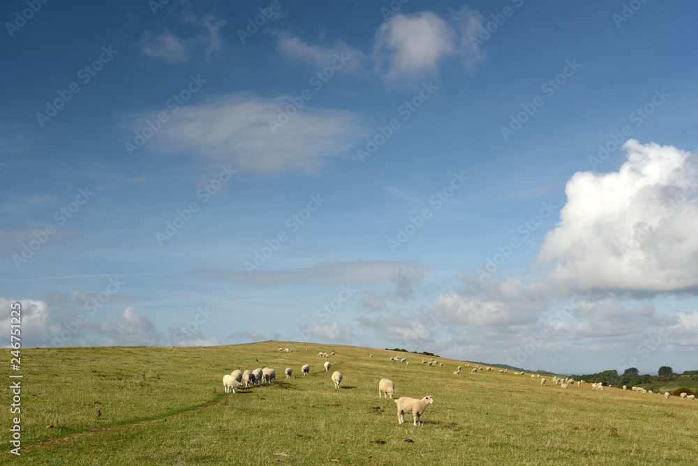 Ballard Down above Swanage Bay in Dorset