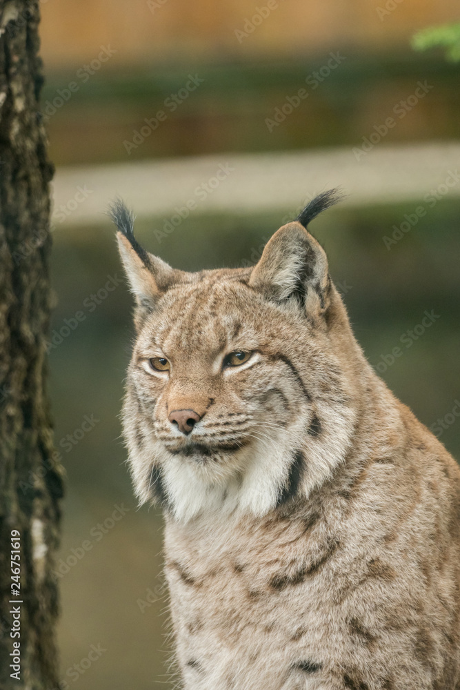 A big lynx is attentive outside in winter A big lynx is attentive outside in winter