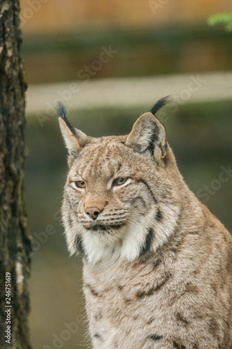 A big lynx is attentive outside in winter © sandradombrovsky