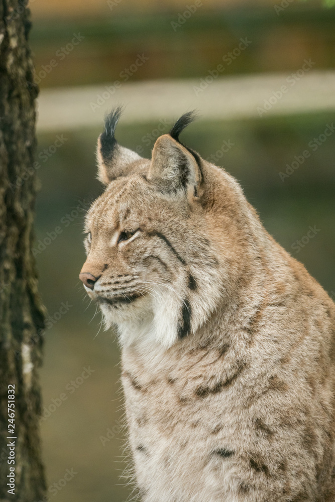 A big lynx is attentive outside in winter A big lynx is attentive outside in winter