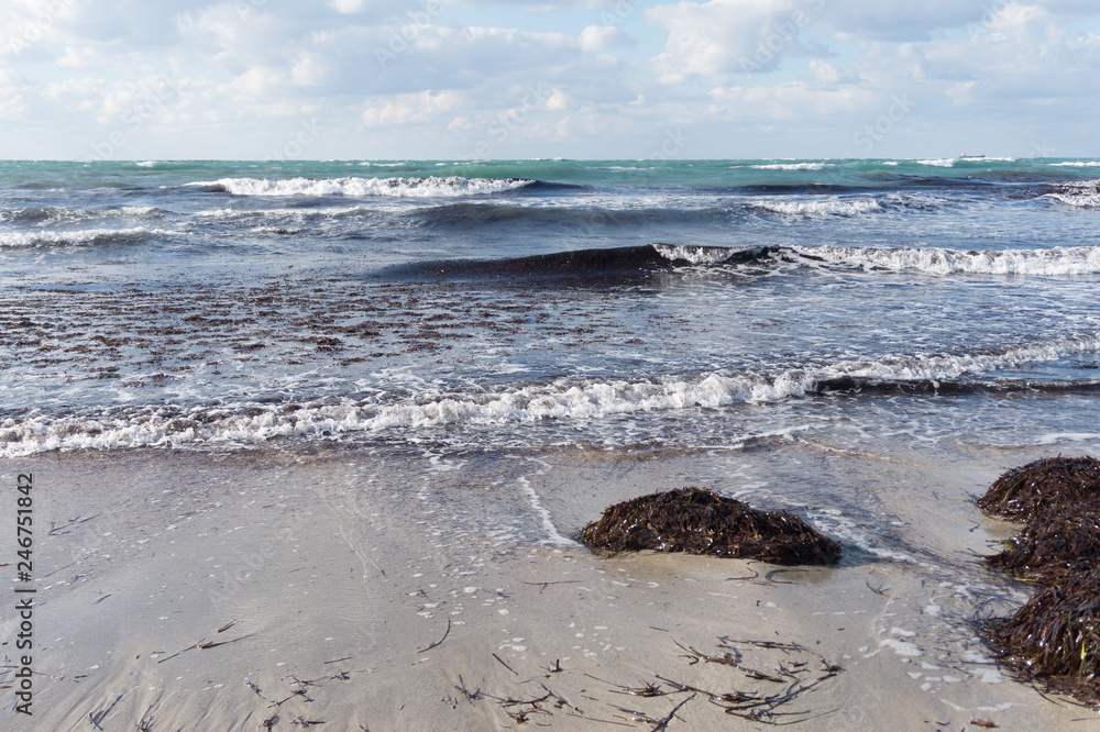 A lot of brown seaweed on the sandy shore near the sea, high waves , winter sea, cold colors A lot of brown seaweed on the sandy shore near the sea, high waves , winter sea, cold colors