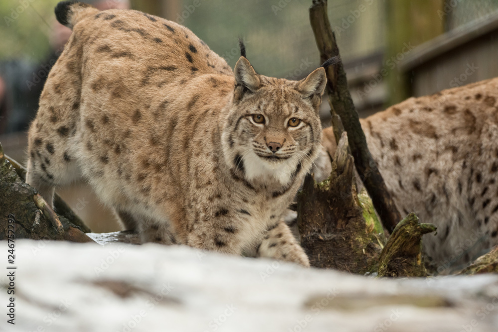 A big lynx is attentive outside in winter A big lynx is attentive outside in winter