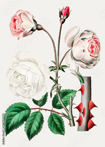 Old Ayrshire rose