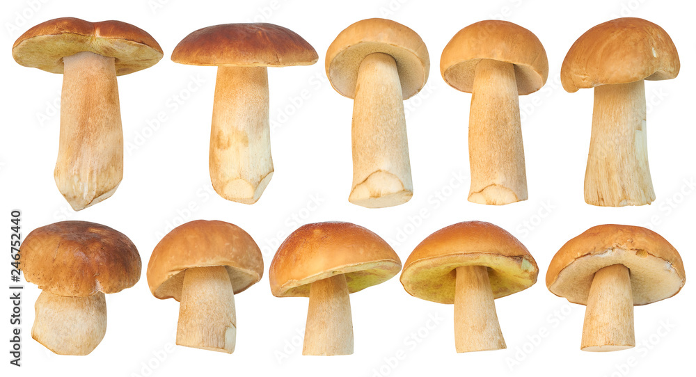 Set of images with Boletus edulis (king bolete) mushrooms isolated on white background. Close up mushrooms isolated on white background