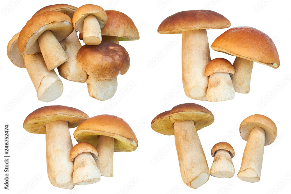 Set of images with Boletus edulis (king bolete) mushrooms isolated on white background. Close up mushrooms isolated on white background Set of images with Boletus edulis (king bolete) mushrooms isolated on white background. Close up mushrooms isolated on white background