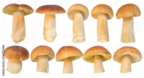 Set of images with Boletus edulis (king bolete) mushrooms isolated on white background. Close up mushrooms isolated on white background