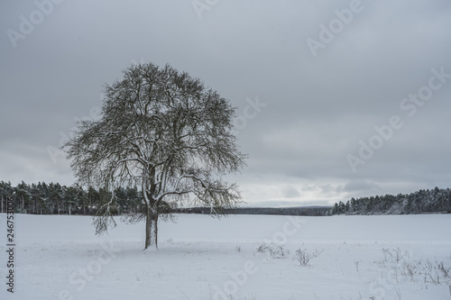 Wallpaper Mural Winterliche Landschaft Torontodigital.ca