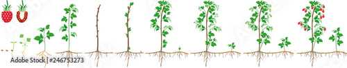 Two year life cycle of raspberry isolated on white background. Growth stages from seed to scrub with harvest of red berries