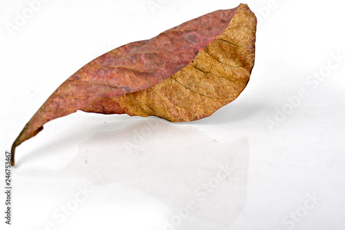 Autumn dry brown leaf lying on white background.