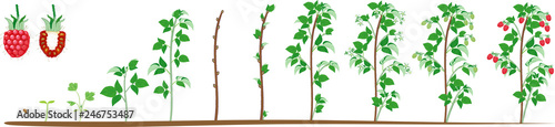 Two year life cycle of raspberry isolated on white background. Growth stages from seed to scrub with harvest of red berries