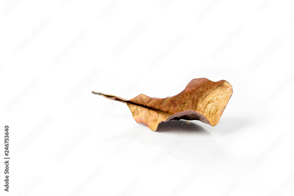 Autumn dry brown leaf lying on white background. Autumn dry brown leaf lying on white background.