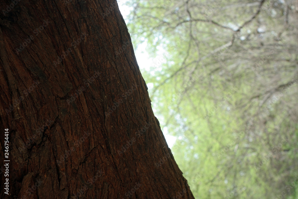 corteza de antiguo árbol de algarrobo en bosque corteza de antiguo árbol de algarrobo en bosque